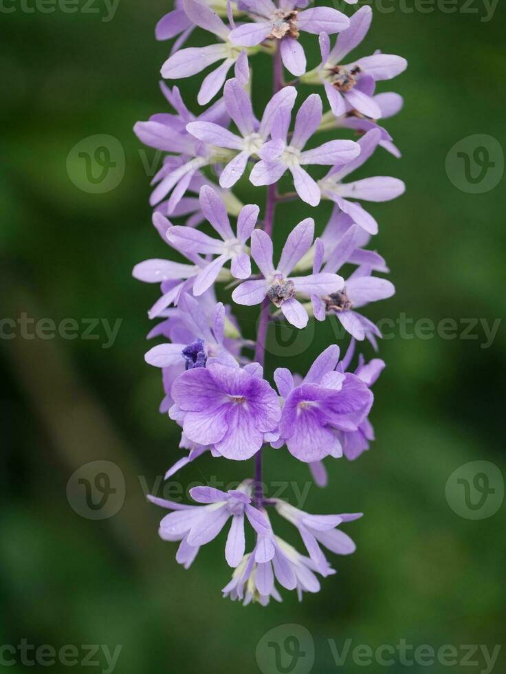 Violet flower of Petrea Flowers. photo