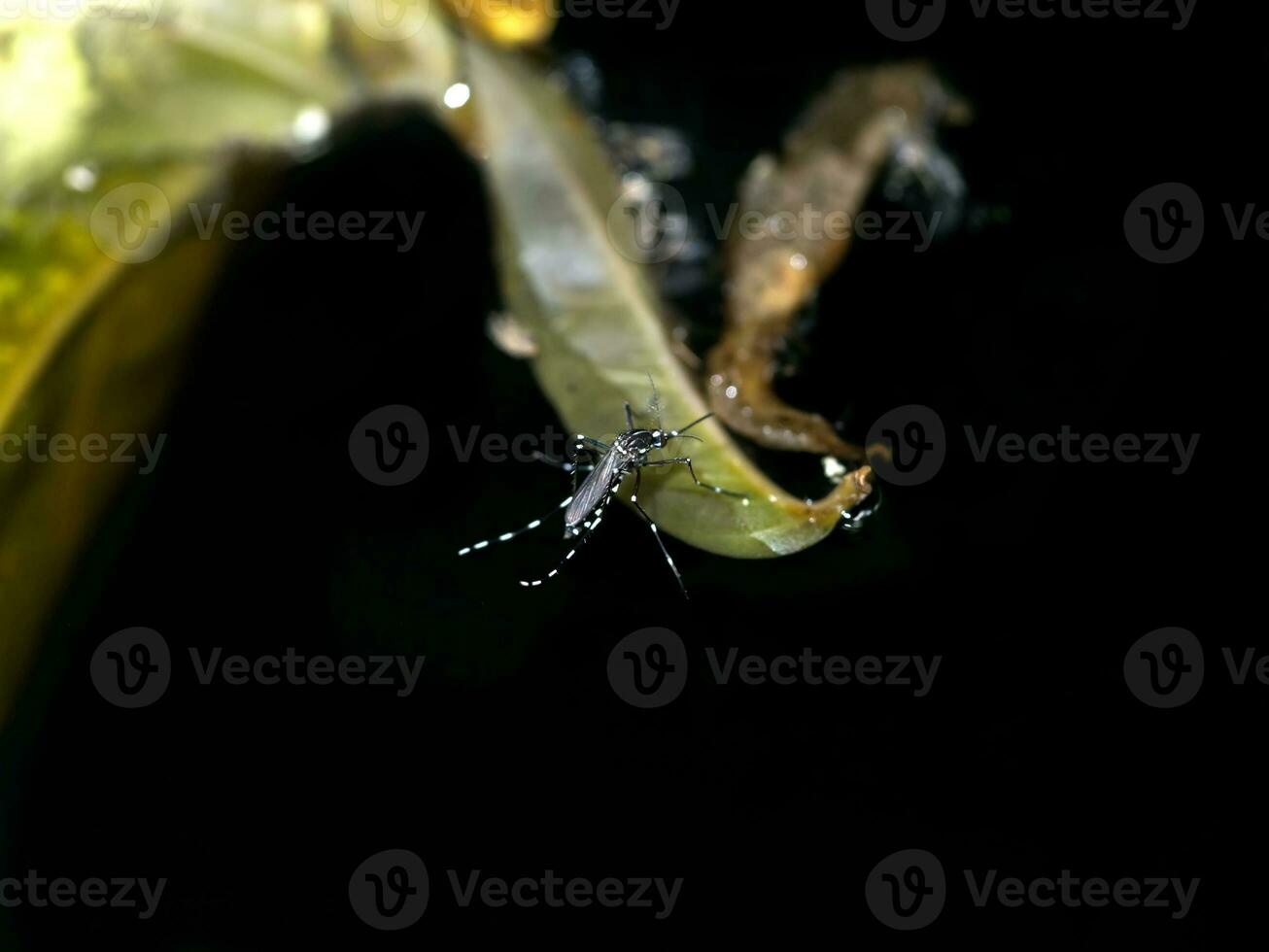 Close-up of a mosquito are spawning on dark water. photo