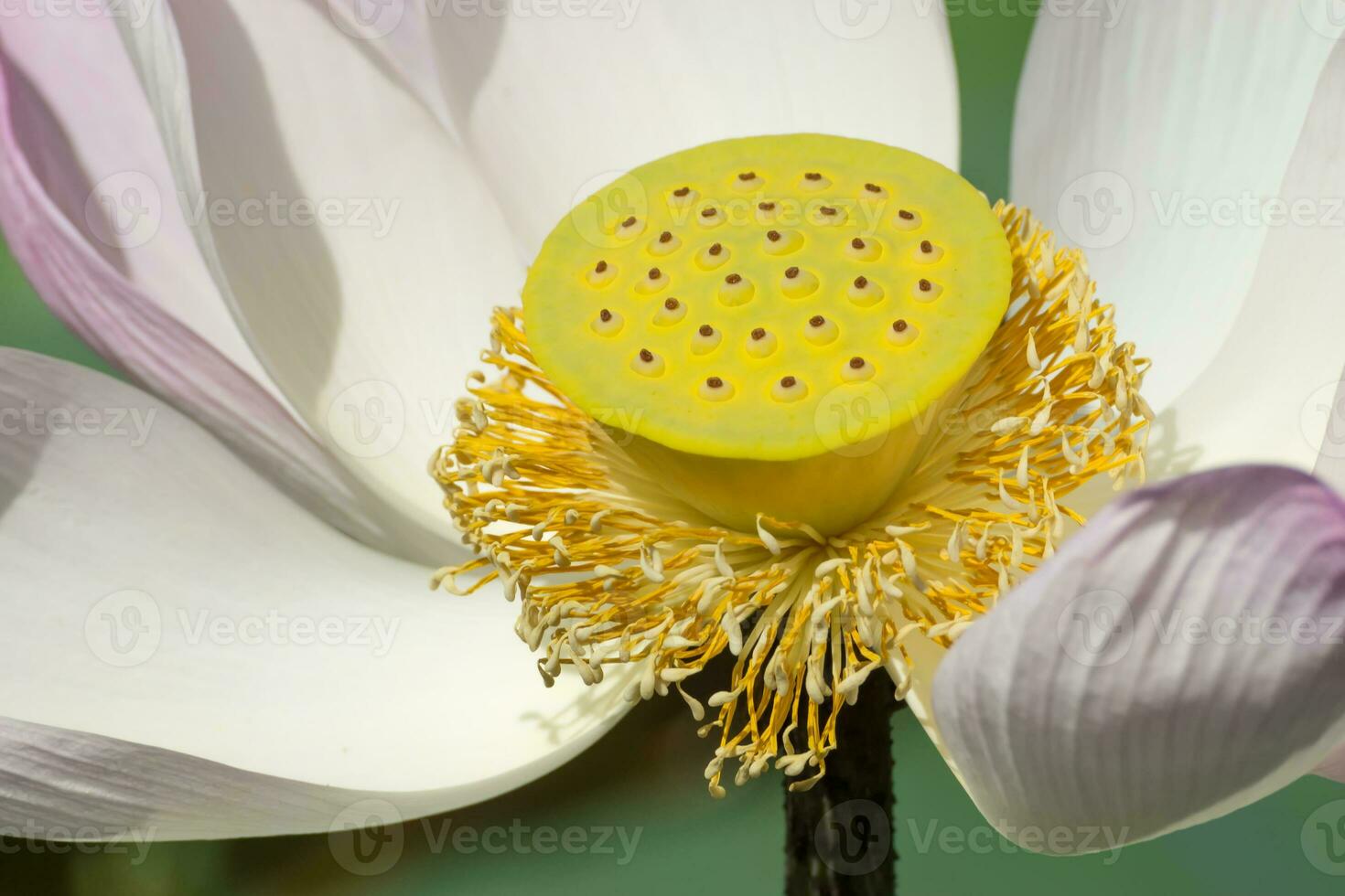 Pink and white  lotus flower blooming in the nature. photo