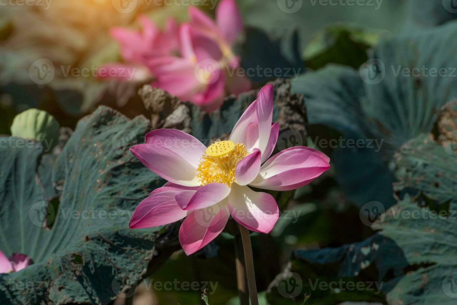 Pink lotus flower blooming in the nature. photo