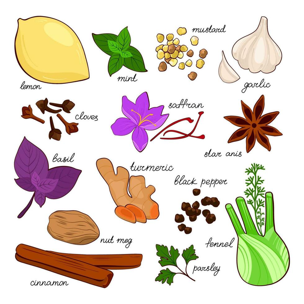 Hand drawn set of spices on white background. Vector illustration for culinary projects, branding, logo, menus, packaging, patterns, prints. Tumeric, cinnamon, saffron, anise, basil, fennel and other.