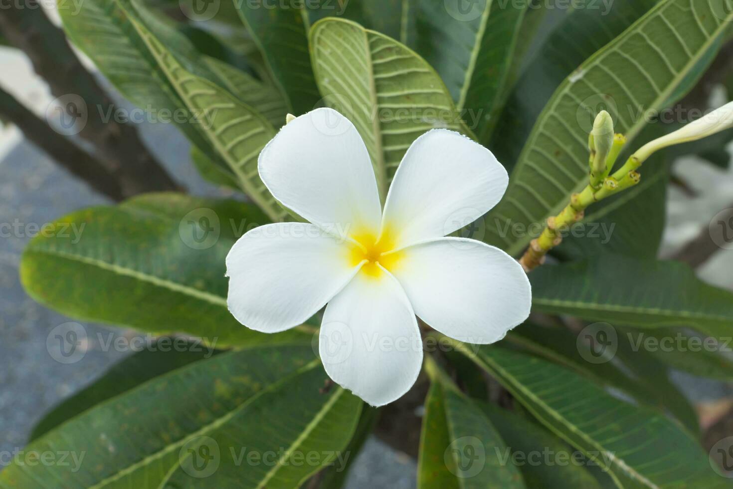 blanco de frangipani flor en el árbol. foto