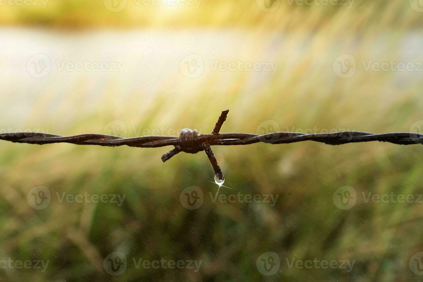 Close up of old barbed wire. photo