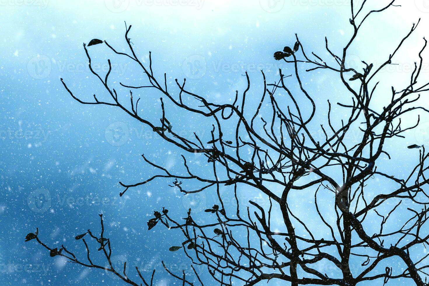 Silhouettes of branch in the winter. photo