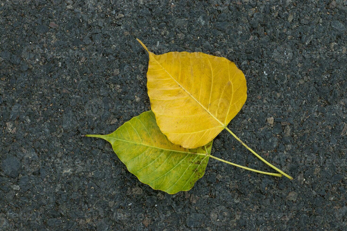 Bodhi leaves on the road. photo