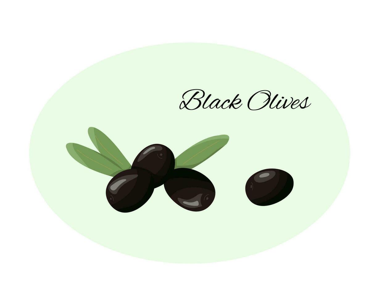 Fresh black olives in cartoon style. Olive branch with leaves and olives. Black olives label or logo. Vector isolated illustration.