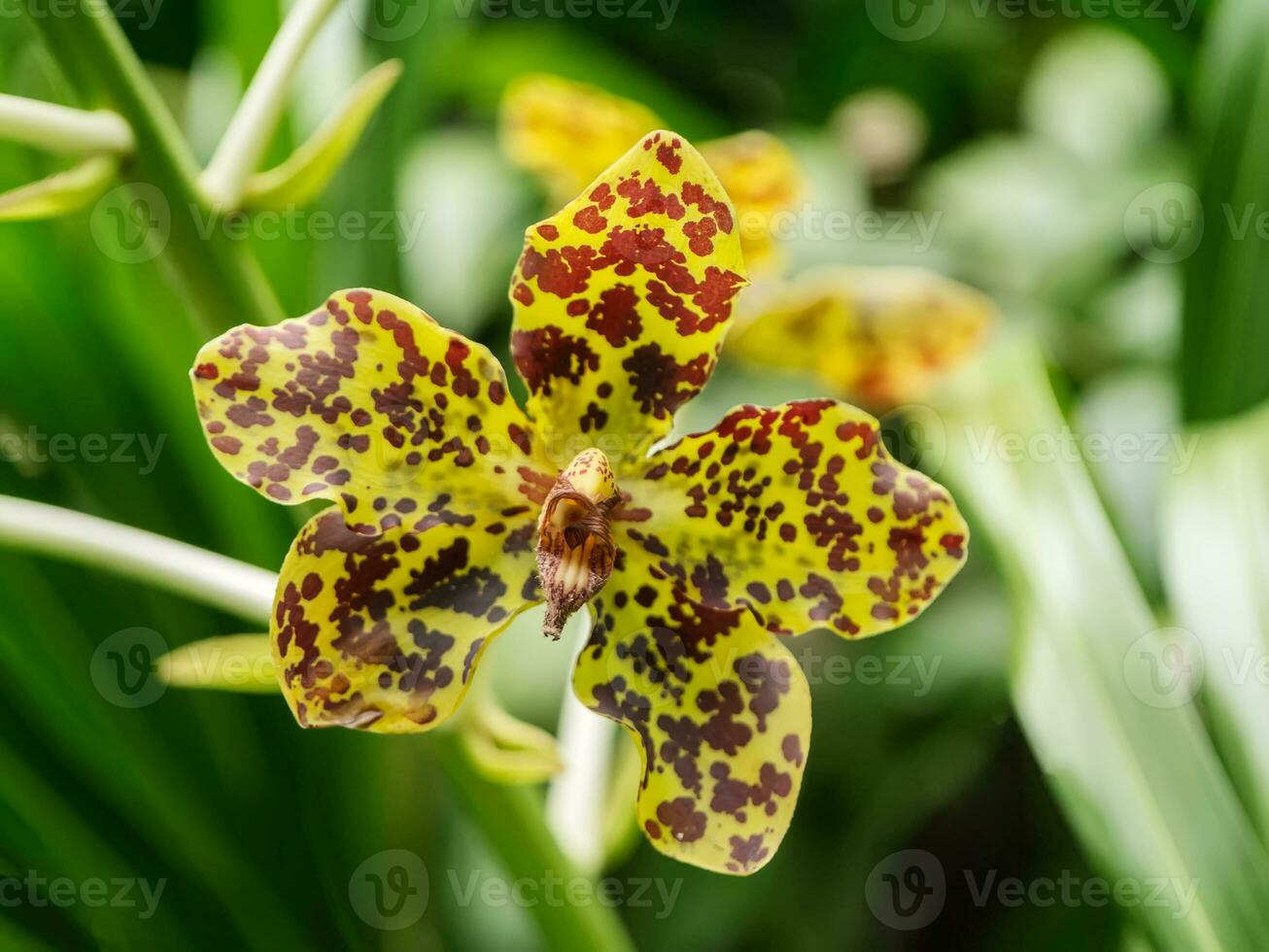 Dendrobium orchids Prao on natural background photo