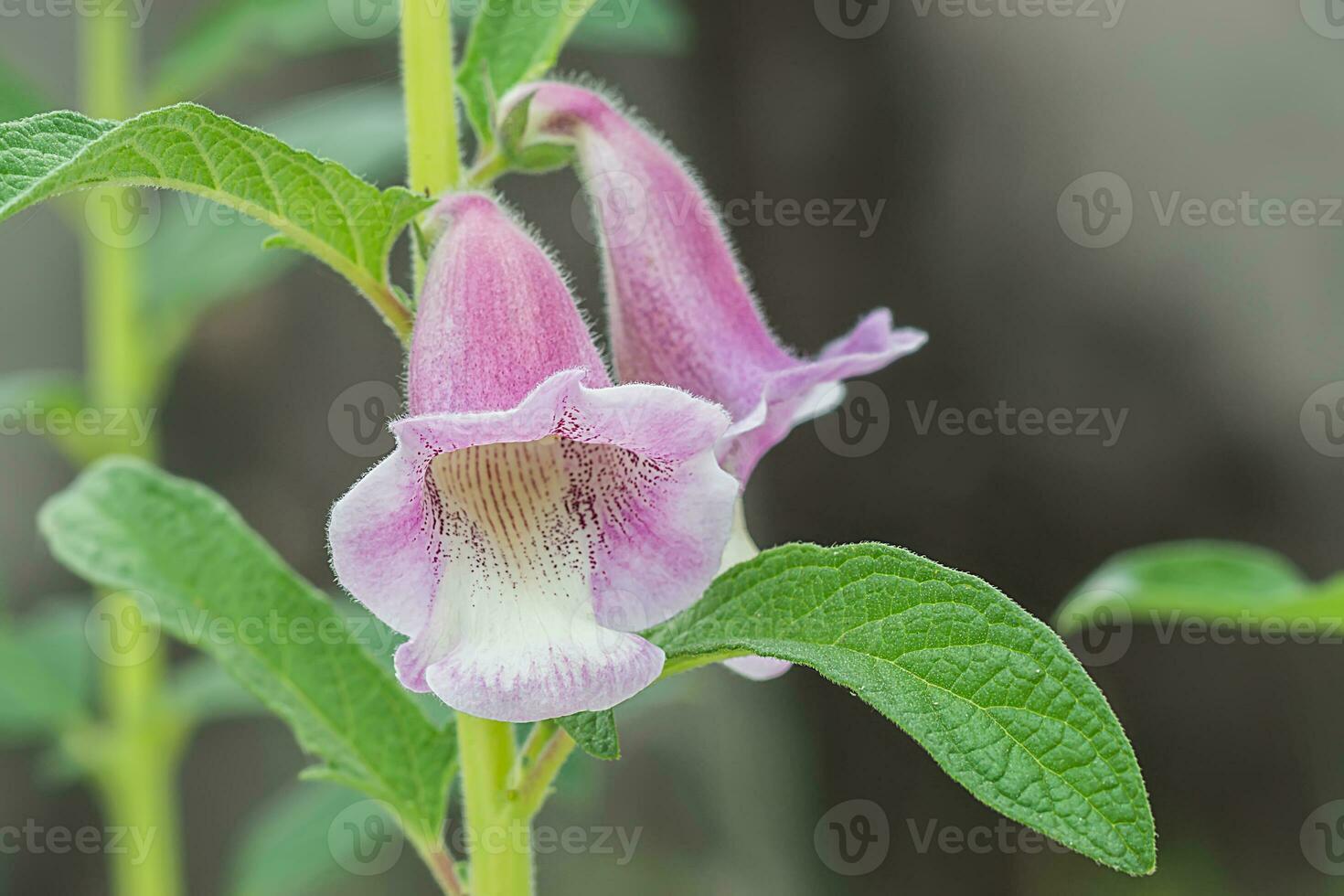 Pink flower of Sesame Plant. photo