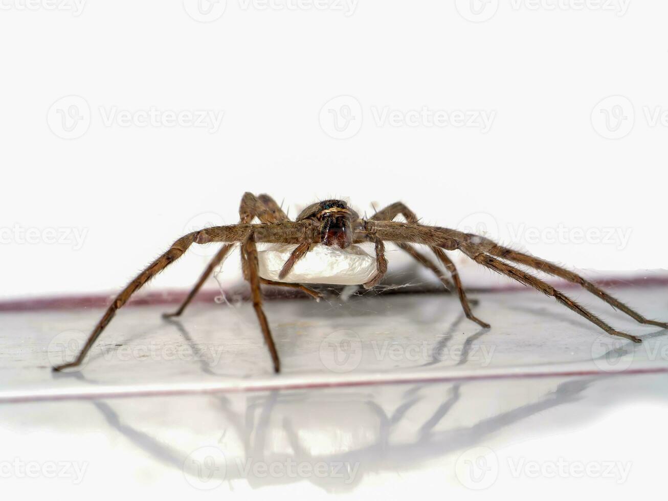 Brown spider and Spider eggs on the wall. photo