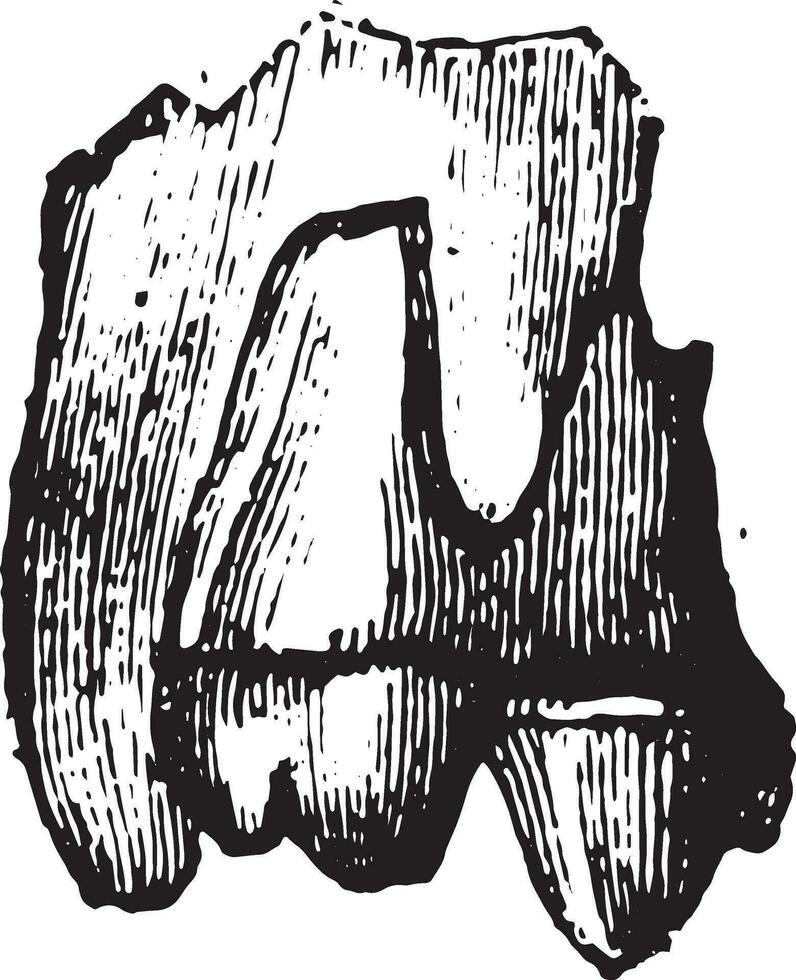 Molar of Microlestes, the oldest known fossil mammal, vintage engraving. vector