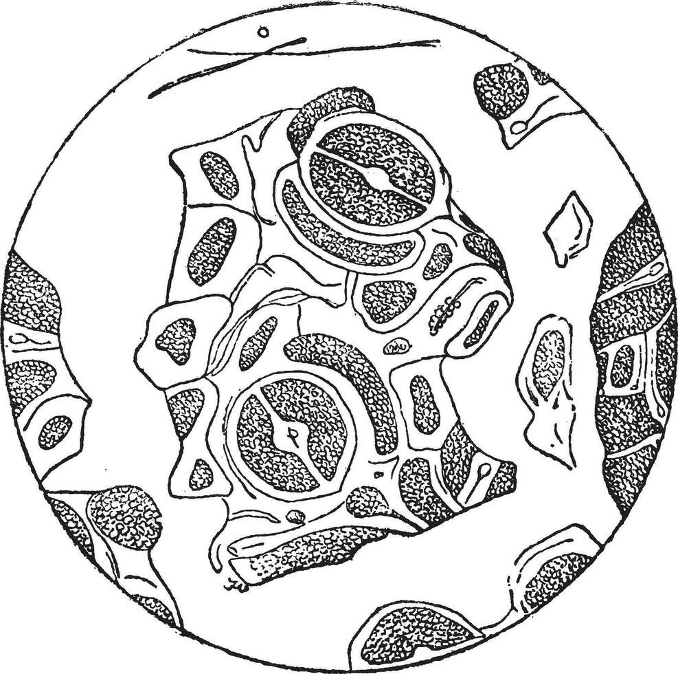 Leaf Fragments as Seen under a Microscope, vintage engraving vector