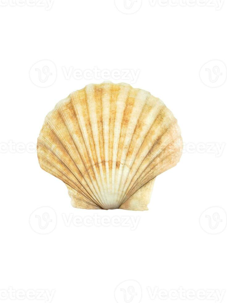 Close up of ocean shell isolated on white background photo