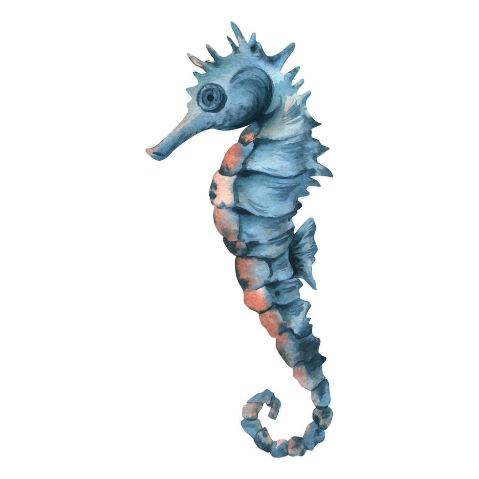 Blue seahorse with fin in turquoise and coral colors. Hand drawn watercolor illustration. Sea animals, underwater world, seafood. Isolated object on a white background for decoration and design. vector