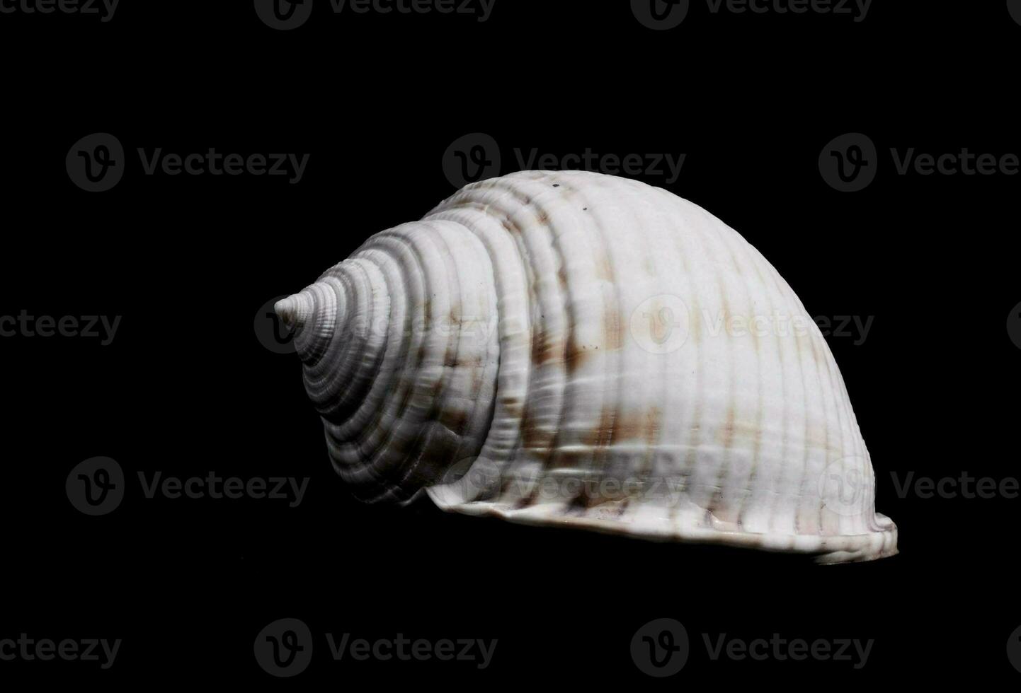 a shell is shown against a black background photo