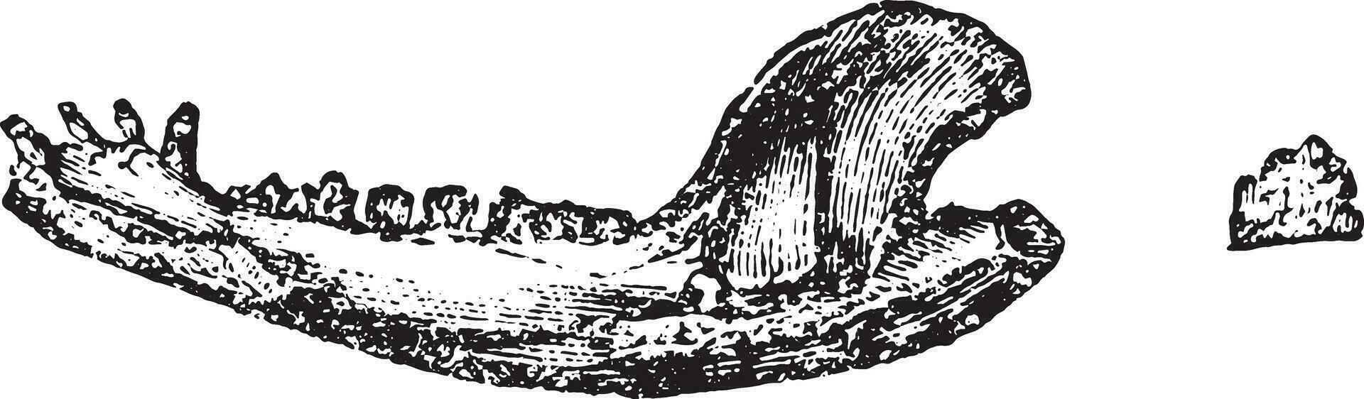 Lower jaw of didelphic, vintage engraving. vector