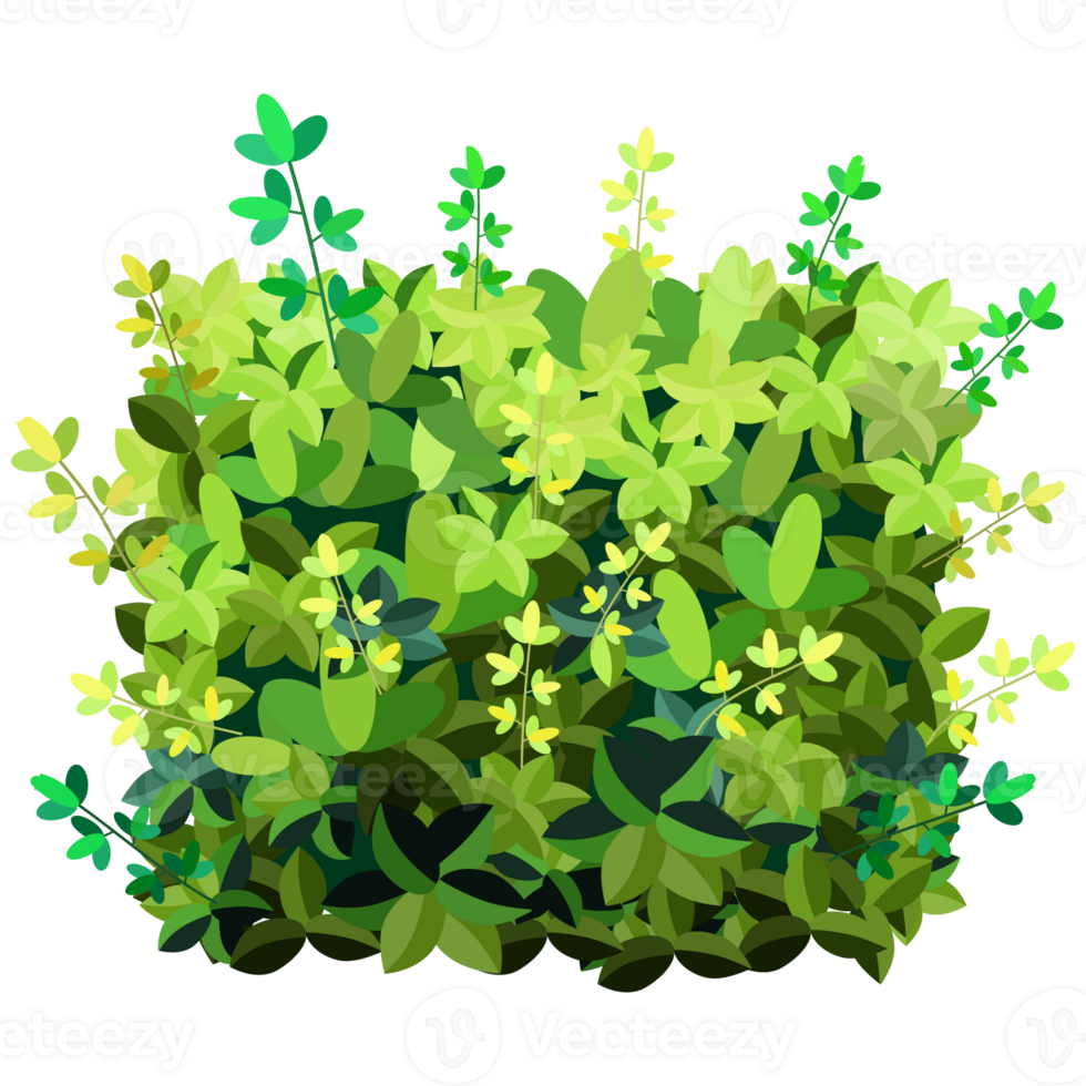 Green bush and tree for landscape and architecture drawing, elements for environment and garden,botanical elements for section in spring. png
