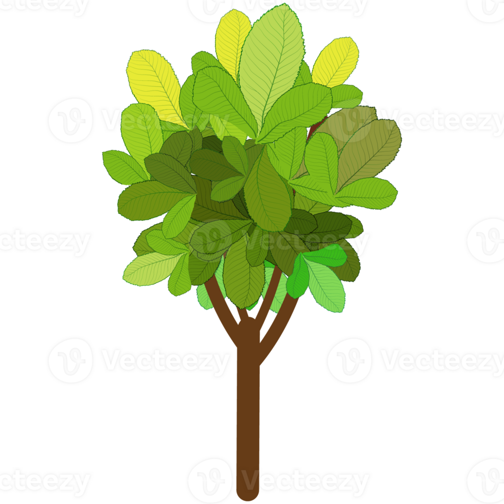Green bush and tree for landscape and architecture drawing, elements for environment and garden,botanical elements for section in spring. png