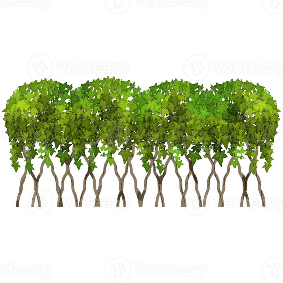 Green bush and tree for landscape and architecture drawing, elements for environment and garden,botanical elements for section in spring. png