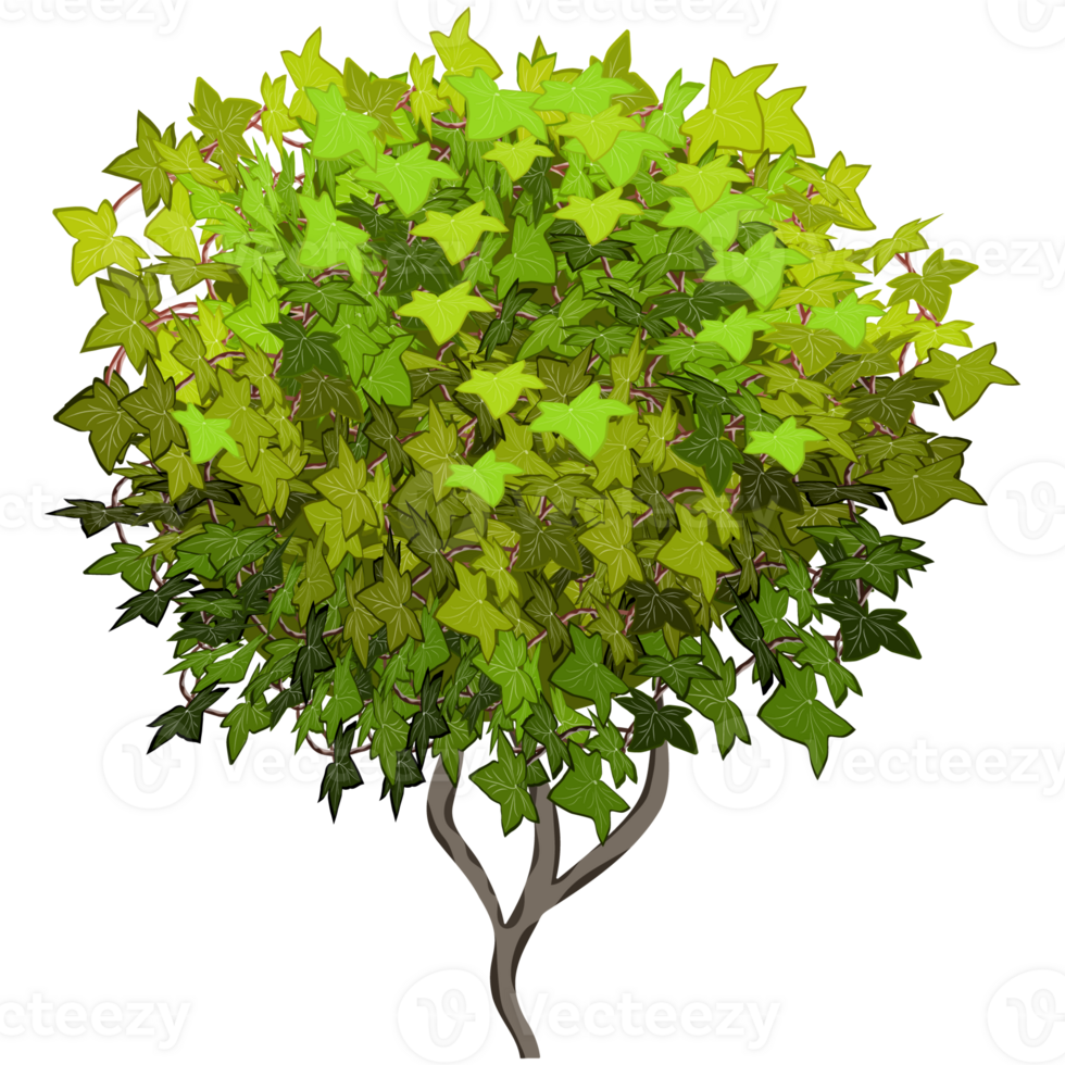 Green bush and tree for landscape and architecture drawing, elements for environment and garden,botanical elements for section in spring. png