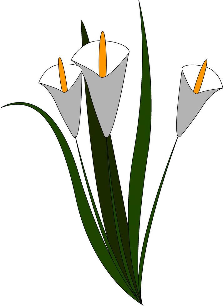White flowers hand drawn design, illustration, vector on white background.