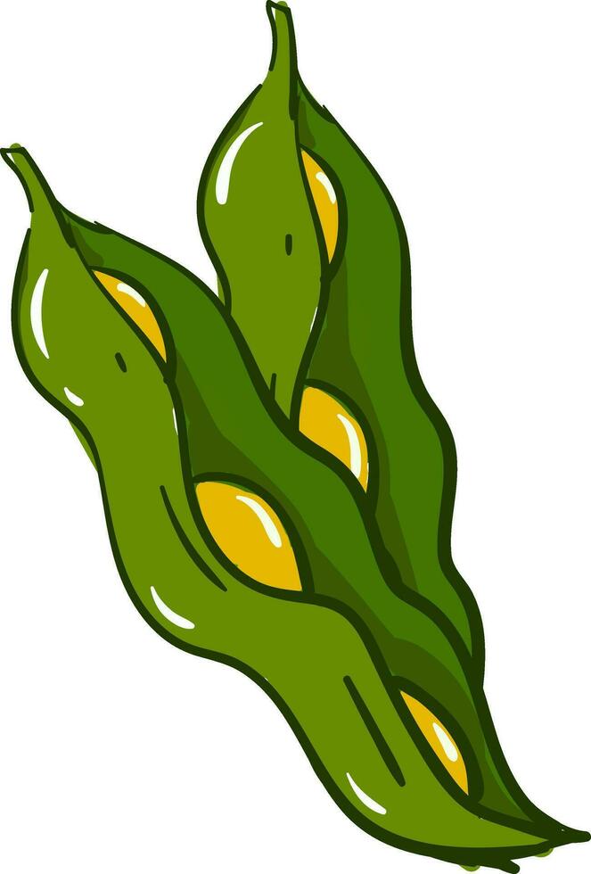 Open green beans vector illsutration on white background