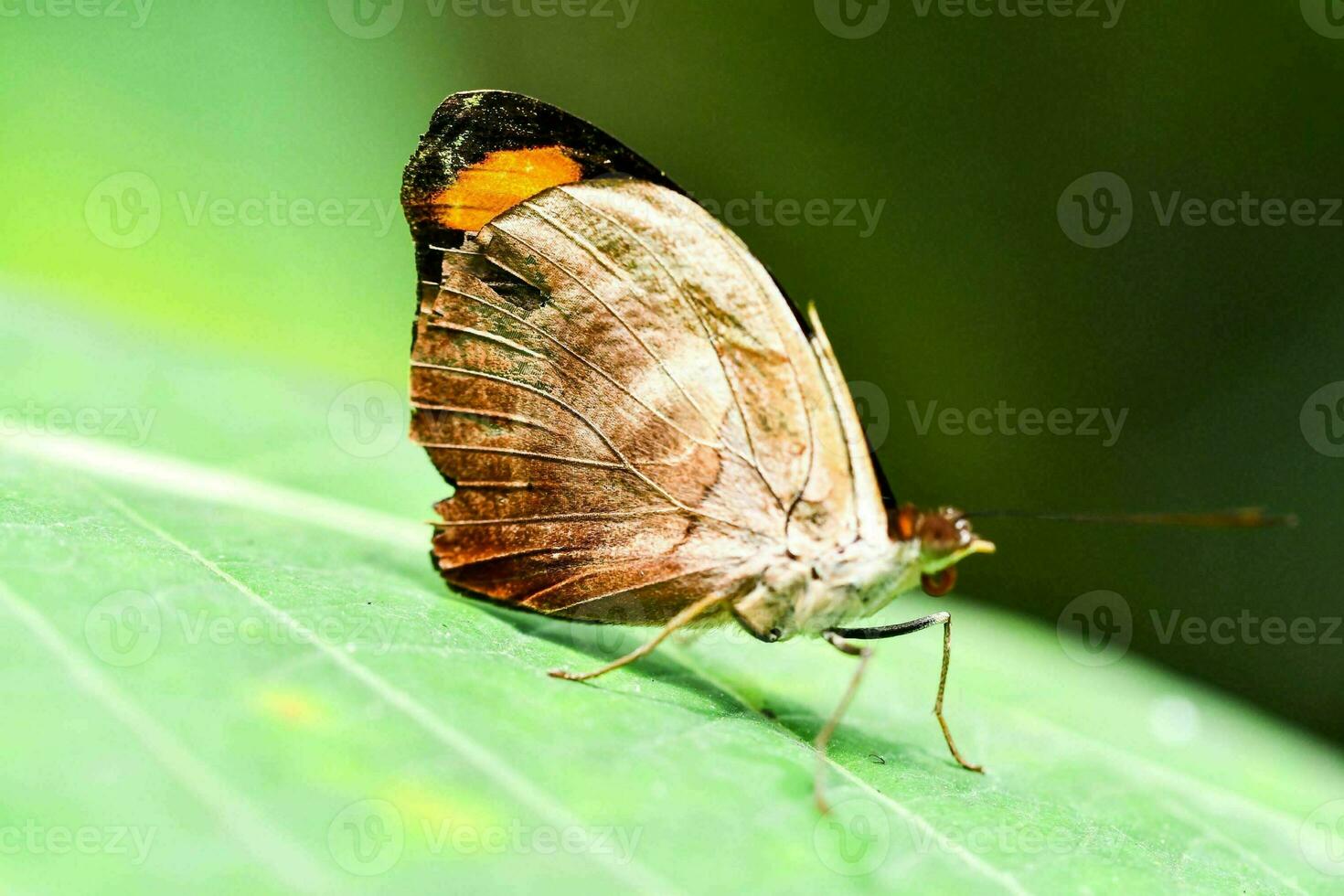 a brown and orange butterfly on a green leaf photo