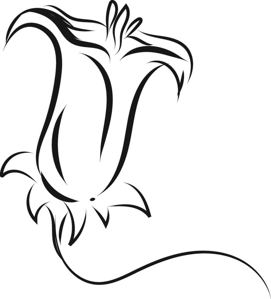 Simple black and white sketch of a lily flower   vector illustration on white background