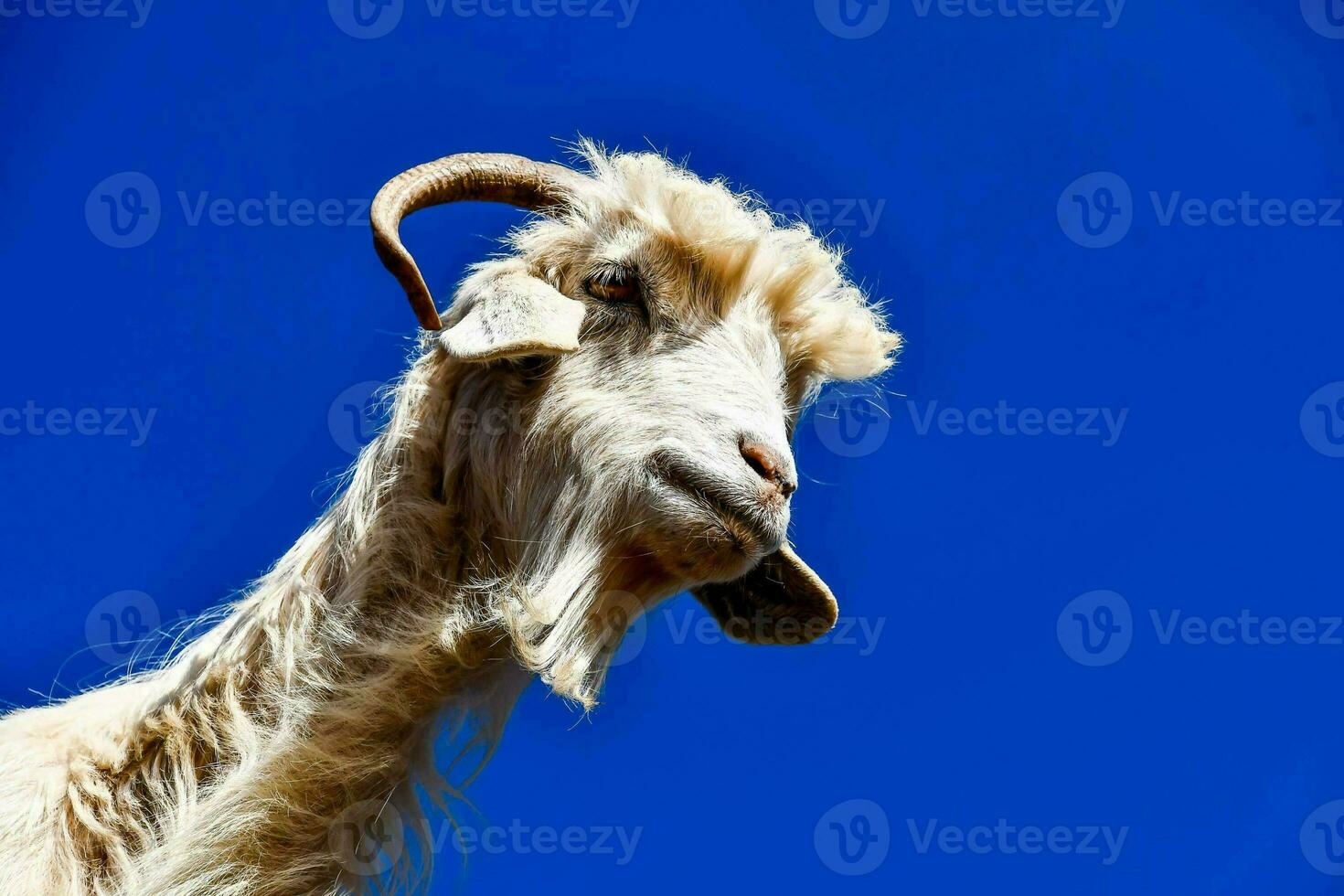 a goat with long horns against a blue sky photo