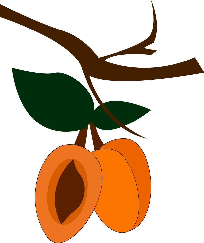 Bunch of apricot fruits with leaves in a small branch of a tree vector or color illustration
