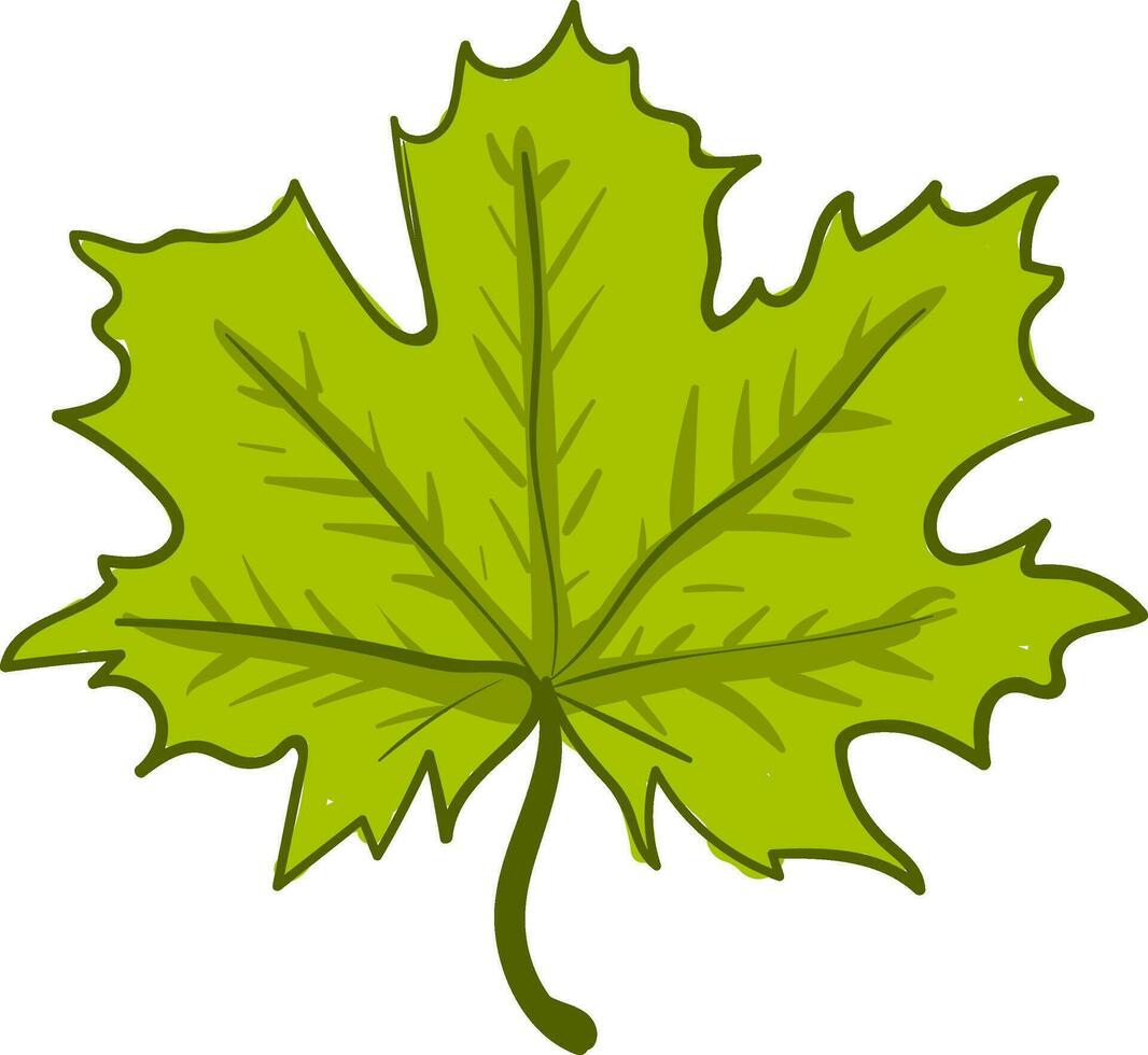 Star-shaped green leaf vector or color illustration