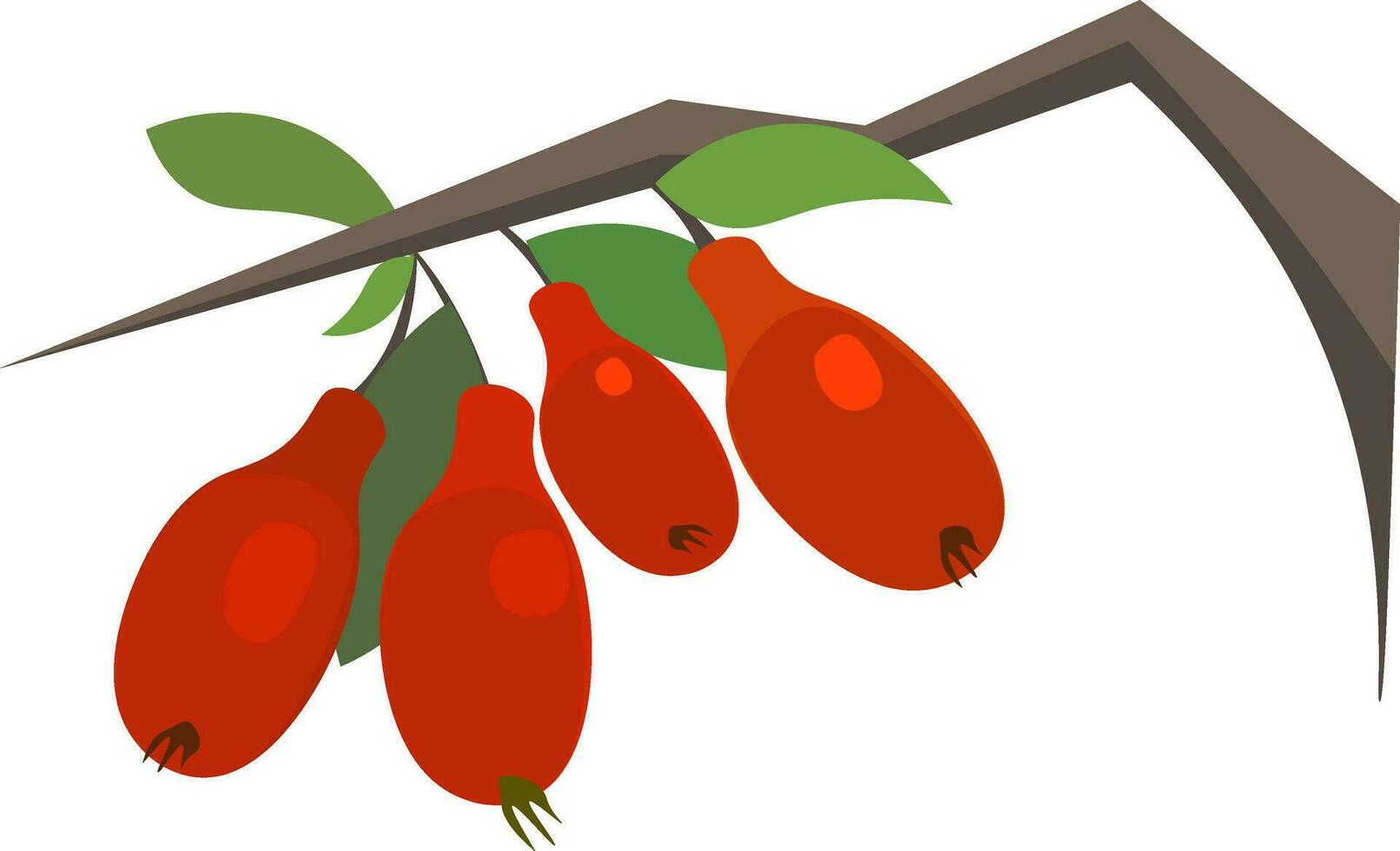 Goji berries hand drawn design, illustration, vector on white background.