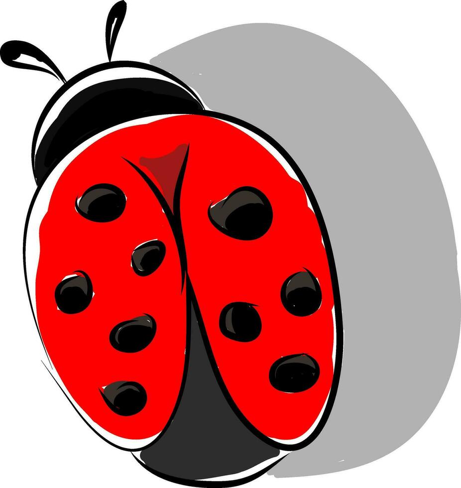 A beautiful ladybug insect roaming around the garden vector color drawing or illustration