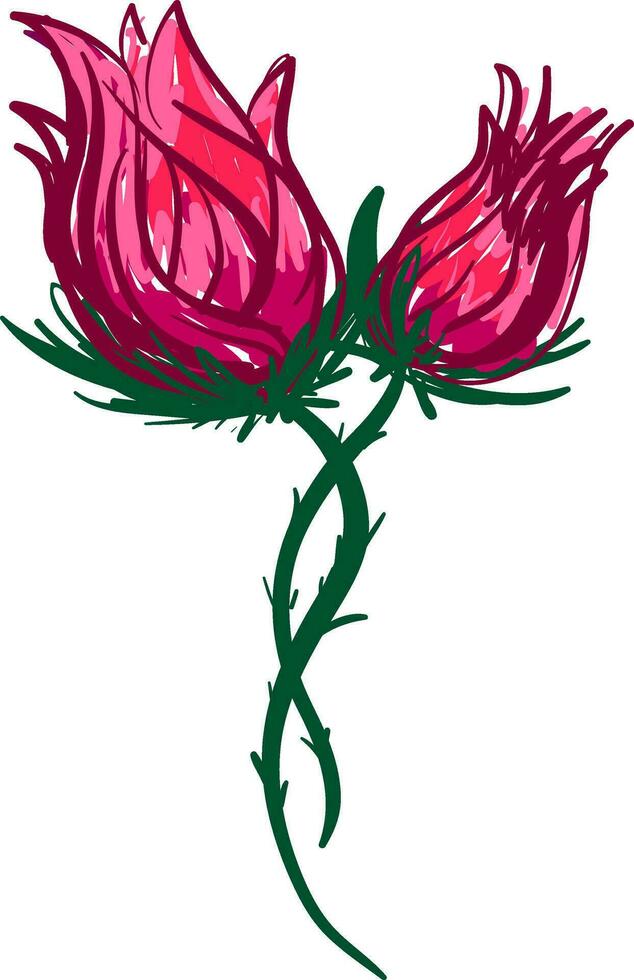 Two red rose vector or color illustration