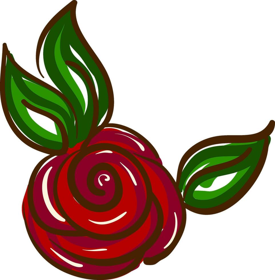 Drawing of rose flower vector or color illustration