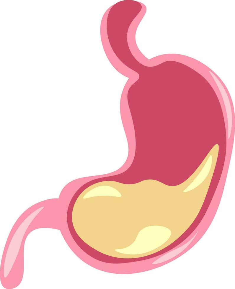 Internal organ stomach vector or color illustration