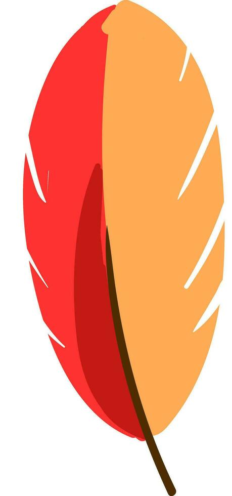 Red and yellow feather vector or color illustration