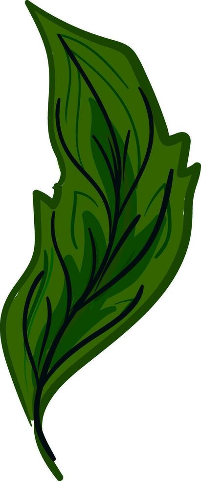 Green feather with vane vector or color illustration