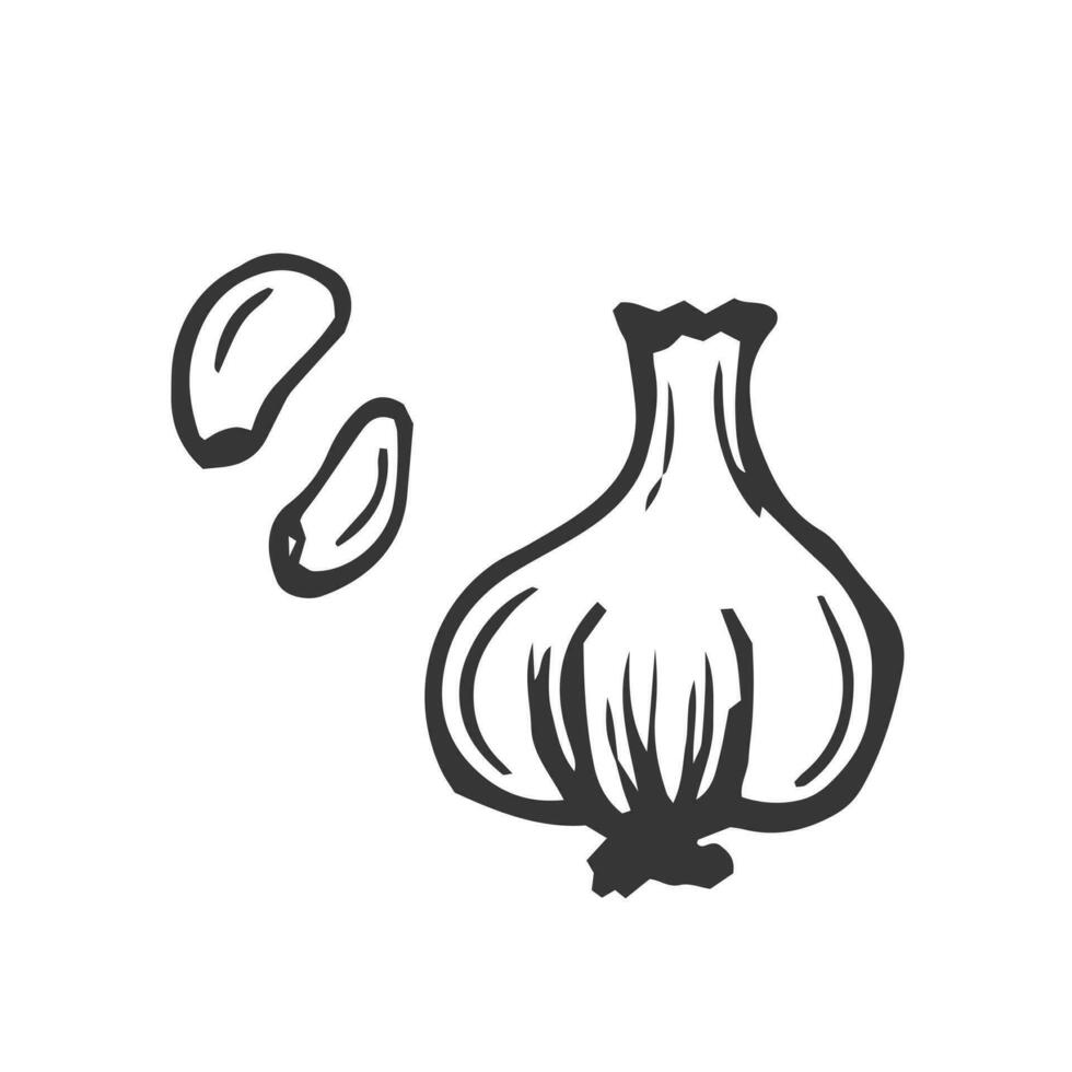 Garlic sketch. chopped garlic. Vector sketch isolated background.