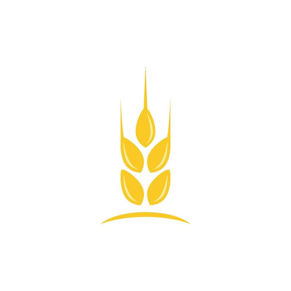 Agriculture wheat vector