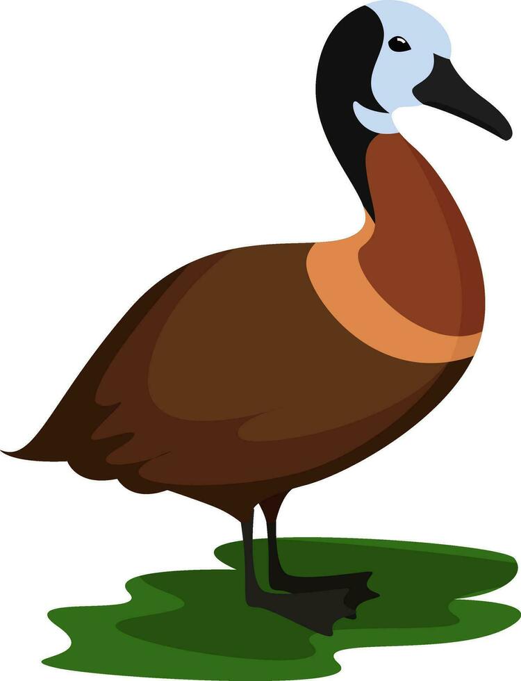 White faced whistling duck, illustration, vector on white background