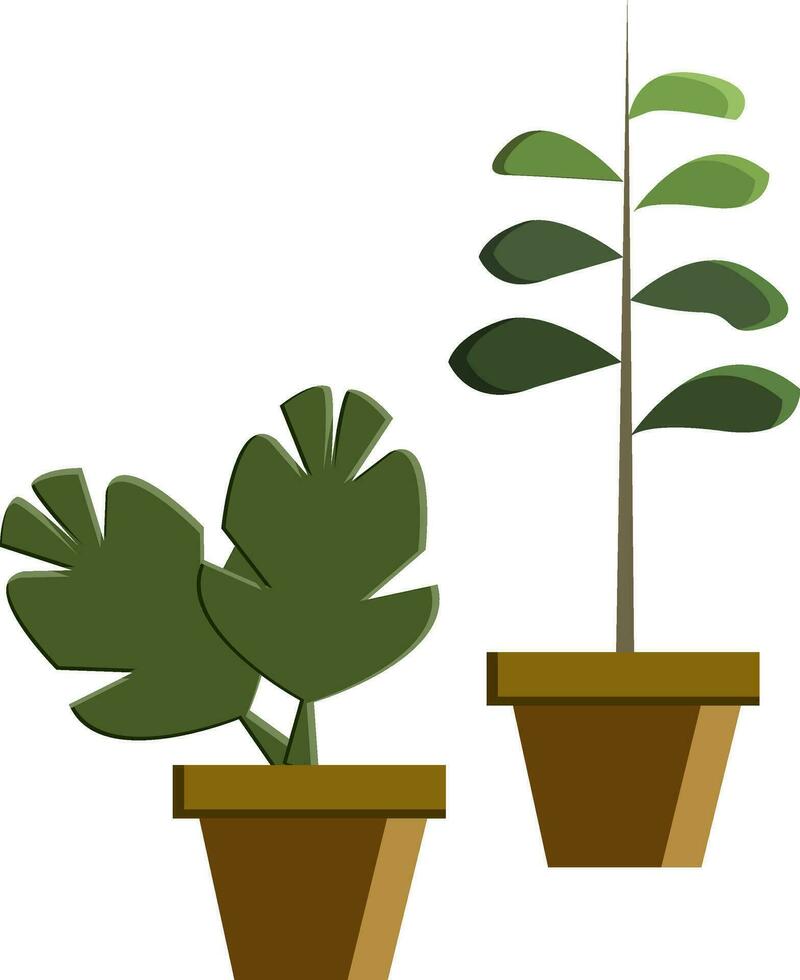 Two potted plant vector or color illustration