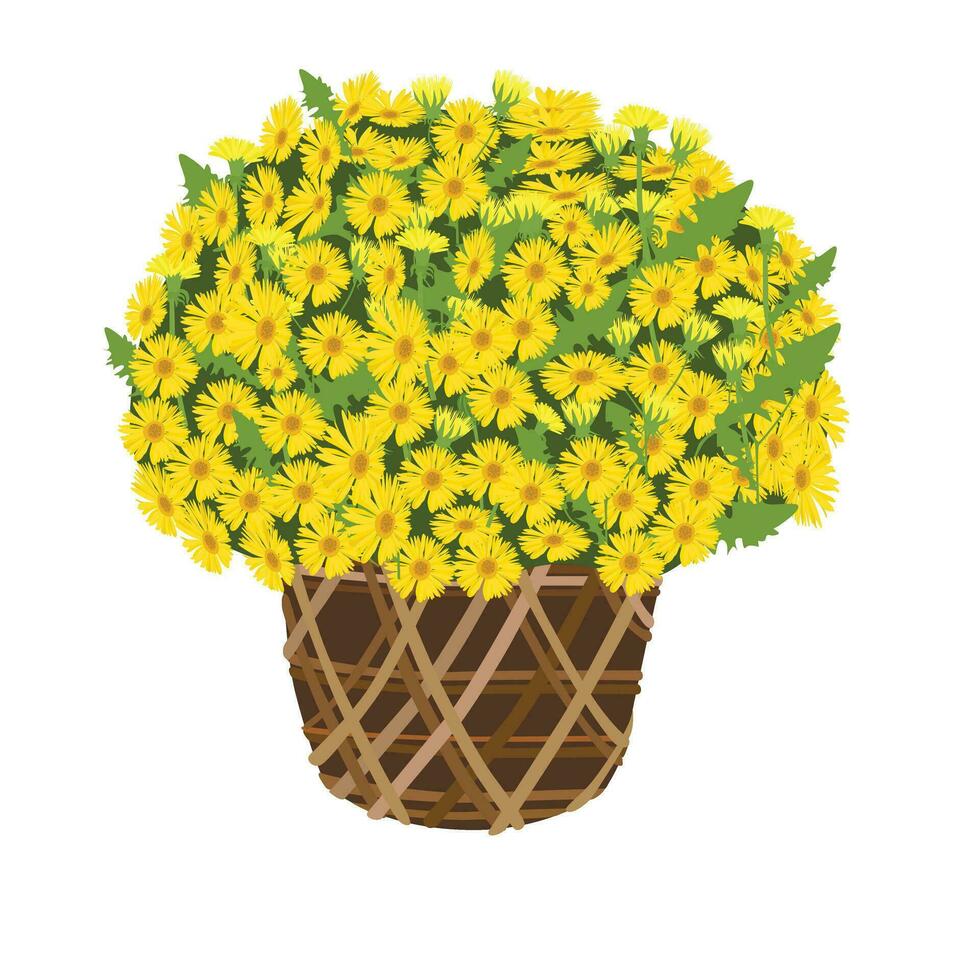 Chrysanthemum flower pot vector illustration. Yellow daisy pot cartoon. Vietnamese new year flower. Flat vector in cartoon style isolated on white background.