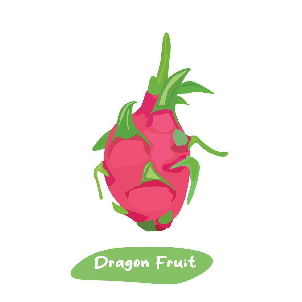 Dragon fruit vector illustration. Summer tropical fruit clip art. Flat vector in cartoon style isolated on white background.
