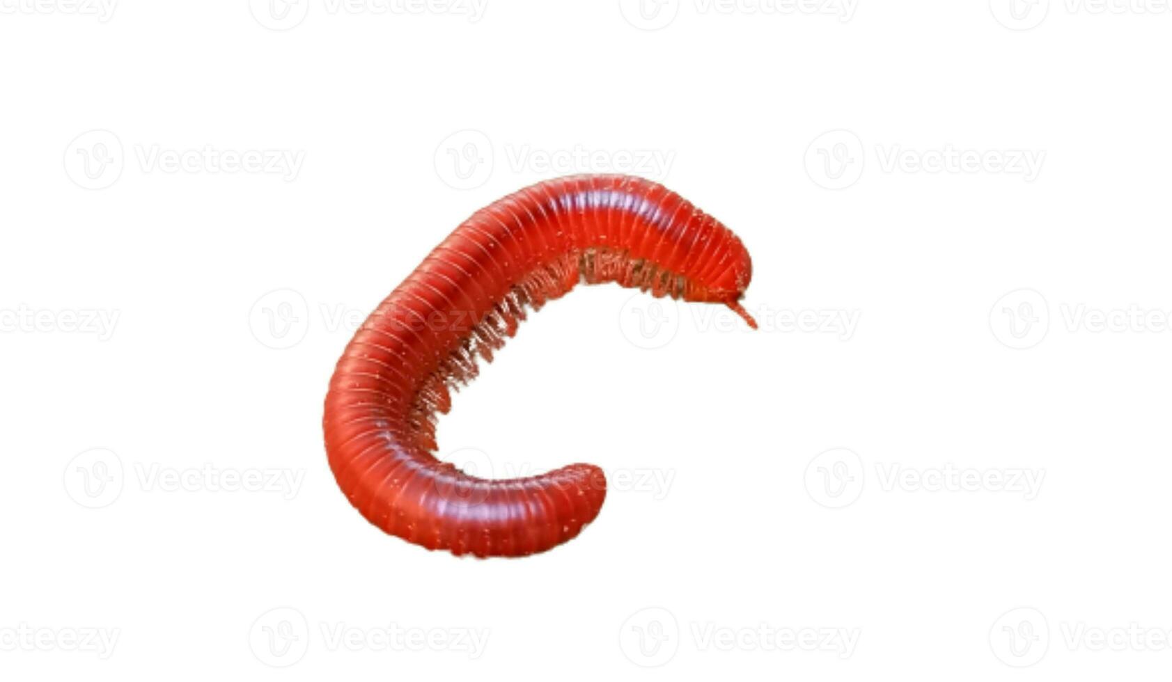 Millipede isolated on white background photo