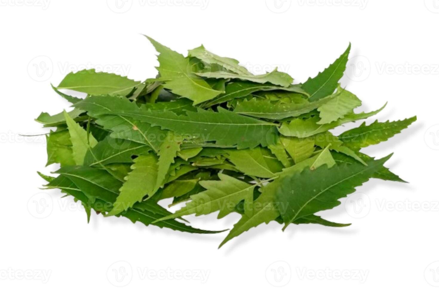 medicinal neem hoja científico nombre azadirachta Indica aislado en blanco antecedentes foto