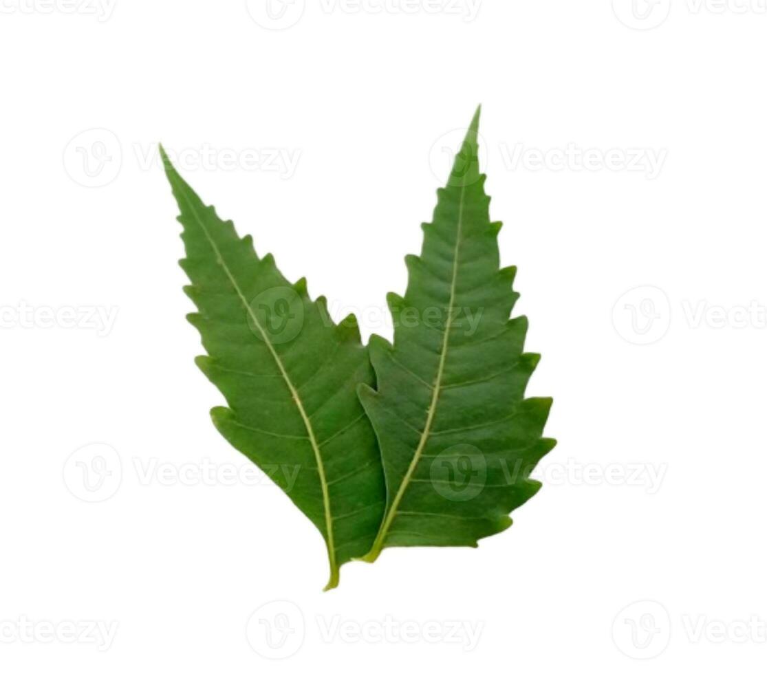 Medicinal neem leaf scientific name Azadirachta indica isolated on white background photo