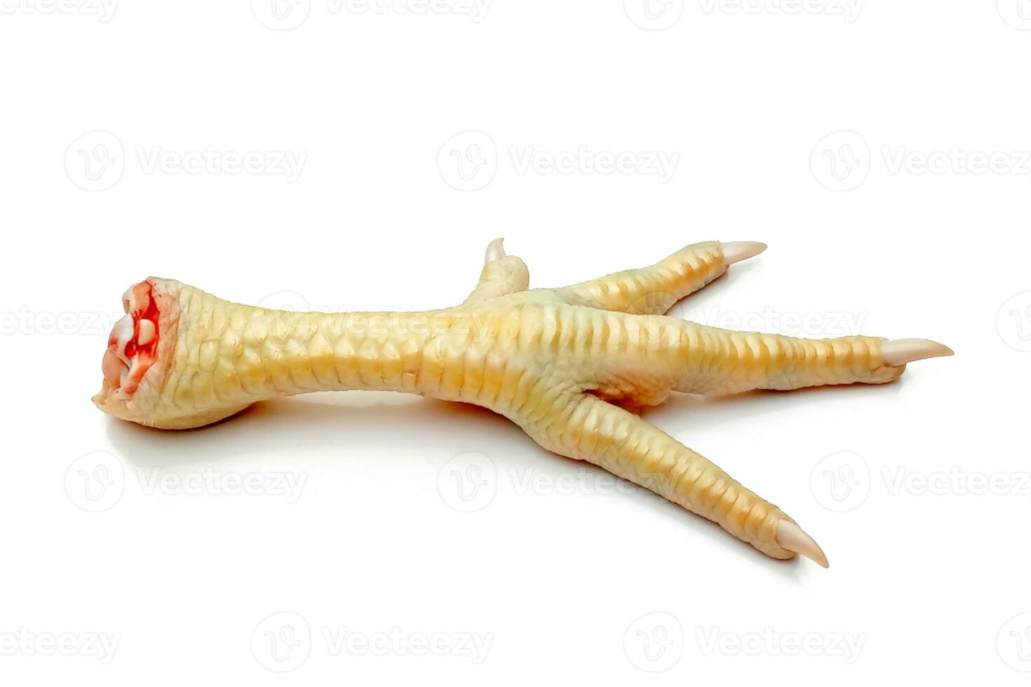 raw chicken feet isolated on white background photo