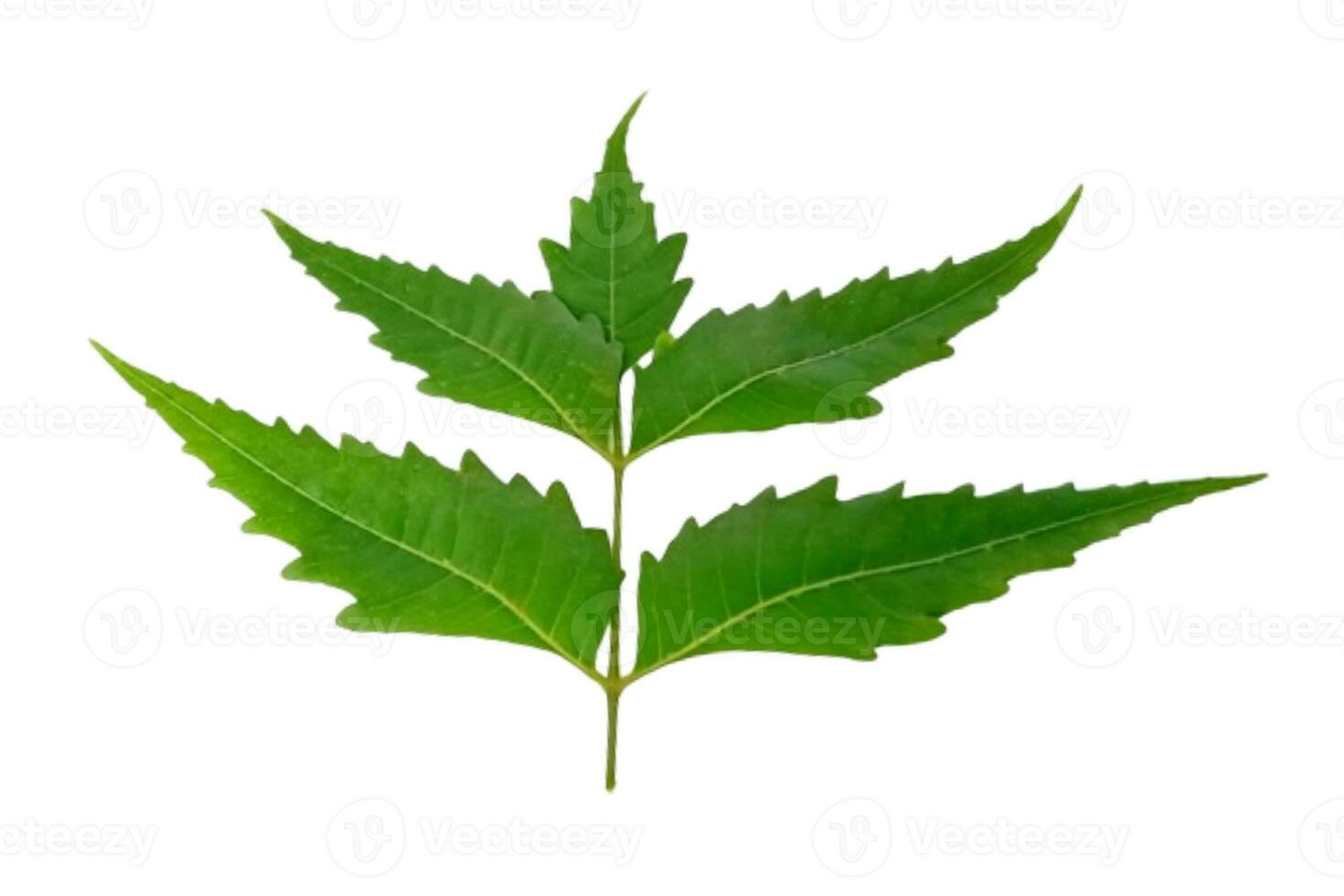 medicinal neem hoja científico nombre azadirachta Indica aislado en blanco antecedentes foto