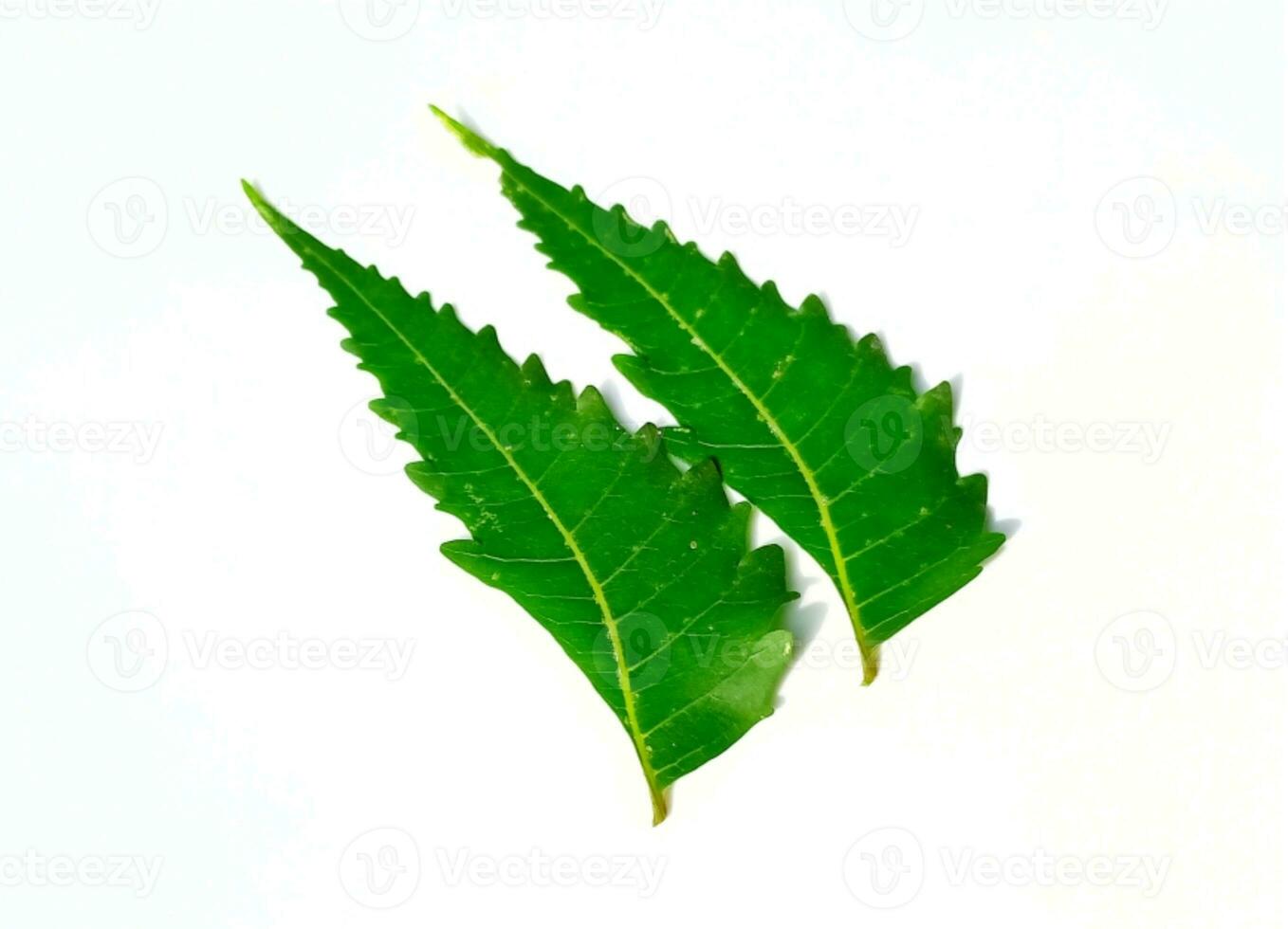 Medicinal neem leaf scientific name Azadirachta indica isolated on