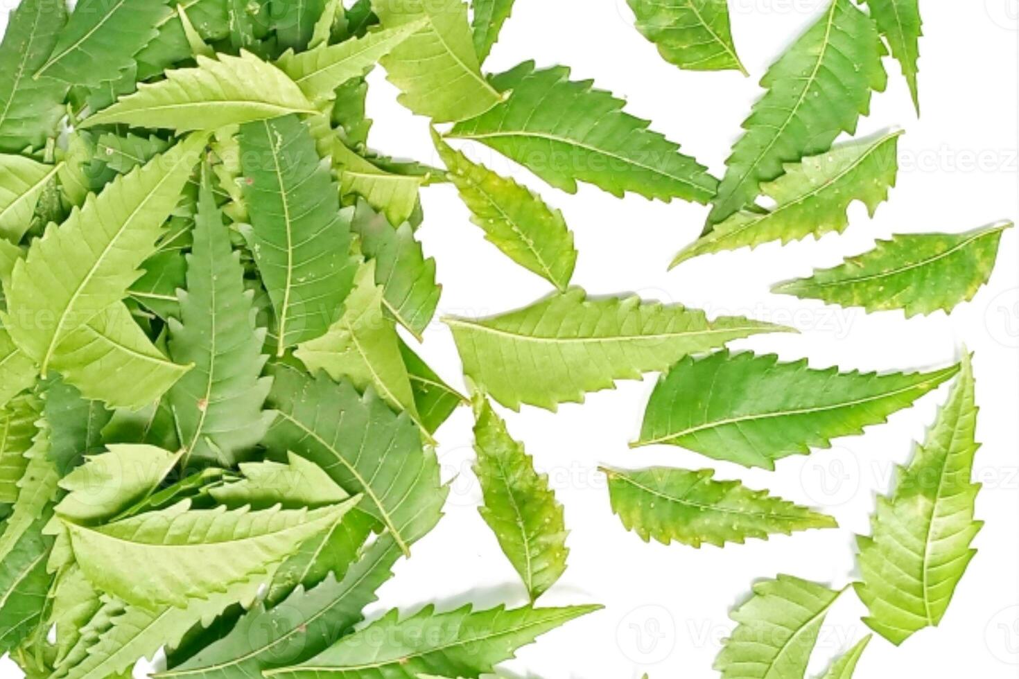 medicinal neem hoja científico nombre azadirachta Indica aislado en blanco antecedentes foto